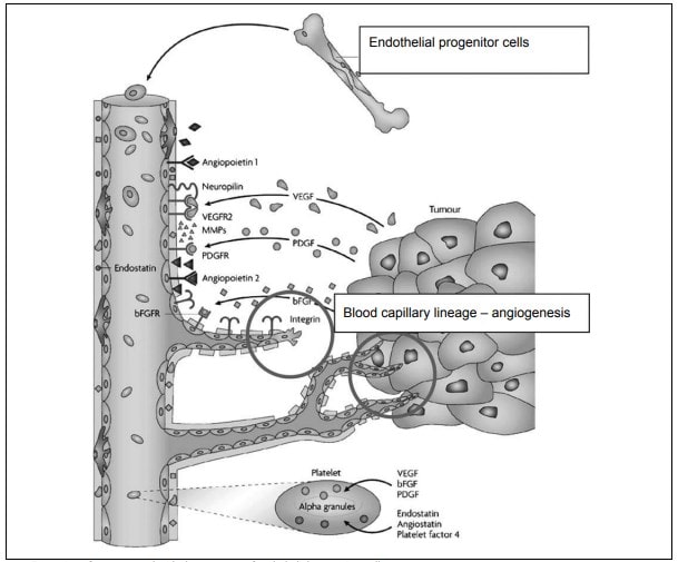 The role of endothelial dysfunction in the genesis of preeclampsia and ways to prevent its occurrence in the subsequent pregnancy